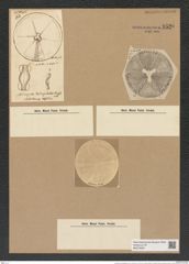 Actinoptychus trilingulatus Pritch. (de-Toni-Nr.: Genus 227, Species 5629/113) Zeichnungen Sammlung Grunow Nr. 9520 (NHMW-BOT-W0379509)